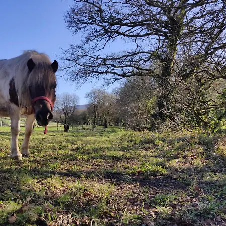 O Logoso Campelo (A Coruna)